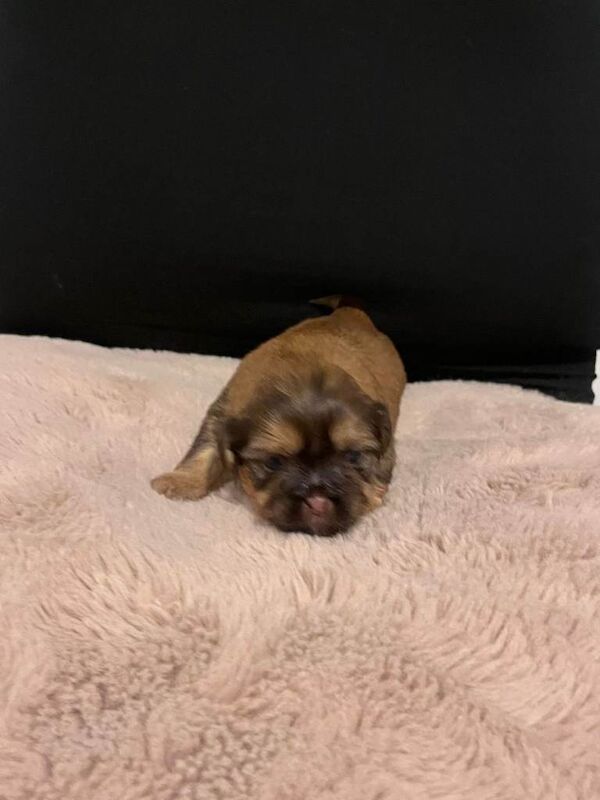 Shih Tzu puppies for sale in Kirkintilloch, Dunbartonshire – 4 weeks old - Image 2 of 6