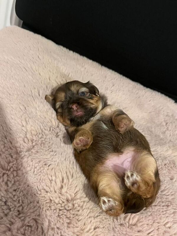 Shih Tzu puppies for sale in Kirkintilloch, Dunbartonshire – 4 weeks old - Image 3 of 6