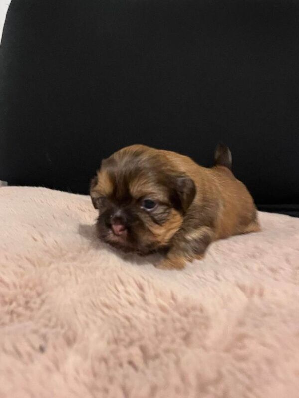 Shih Tzu puppies for sale in Kirkintilloch, Dunbartonshire – 4 weeks old - Image 4 of 6