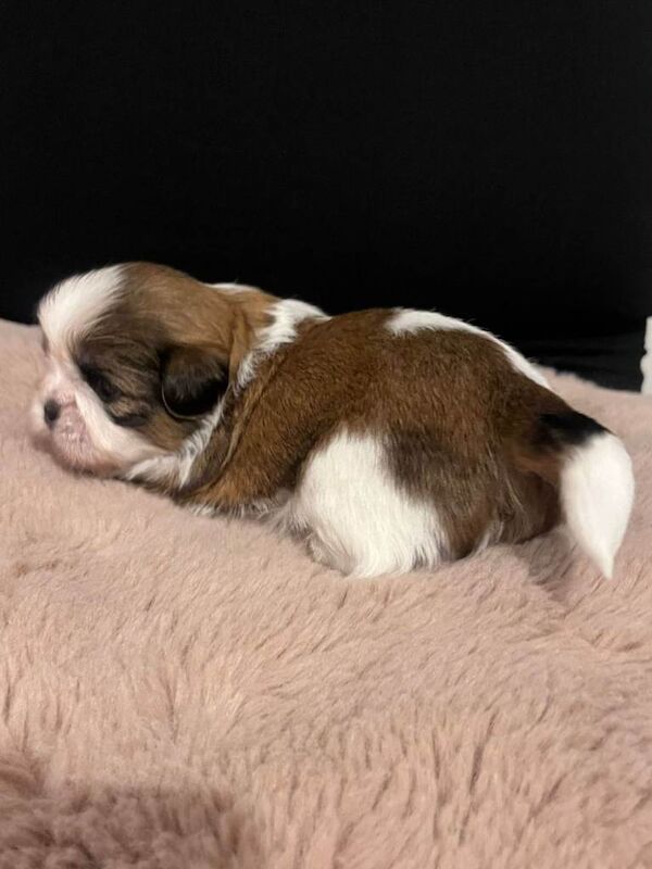 Shih Tzu puppies for sale in Kirkintilloch, Dunbartonshire – 4 weeks old - Image 6 of 6