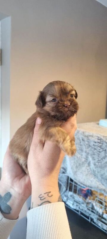 Shih Tzu puppies for sale in Bedlington, Northumberland – 4 weeks old