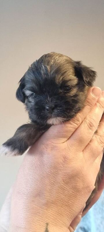 Shih Tzu puppies for sale in Bedlington, Northumberland – 4 weeks old - Image 2 of 6