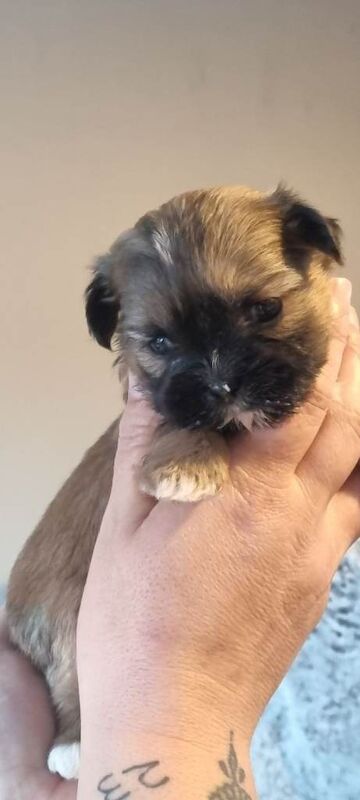 Shih Tzu puppies for sale in Bedlington, Northumberland – 4 weeks old - Image 3 of 6