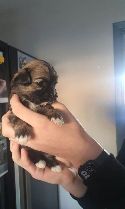 Shih Tzu puppies for sale in Bedlington, Northumberland – 4 weeks old - Image 4 of 6