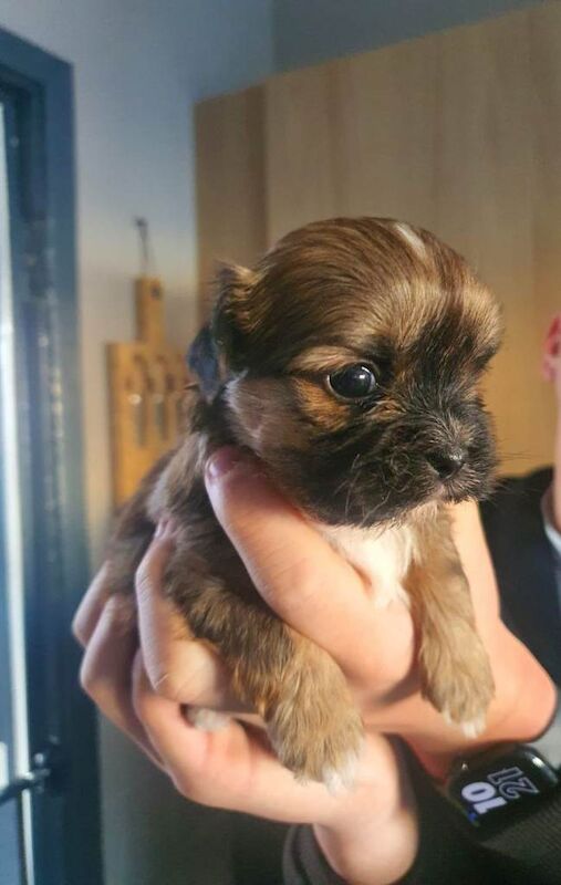 Shih Tzu puppies for sale in Bedlington, Northumberland – 4 weeks old - Image 5 of 6