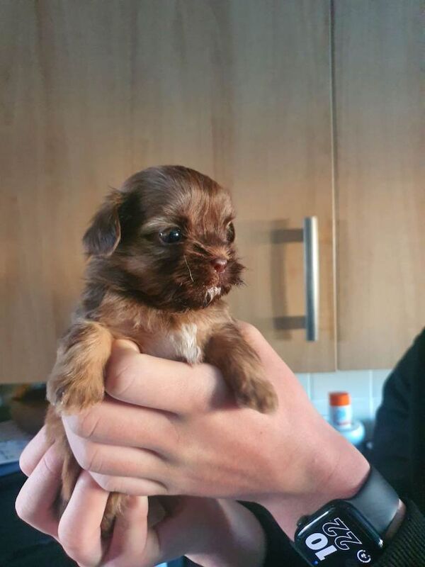 Shih Tzu puppies for sale in Bedlington, Northumberland – 4 weeks old - Image 6 of 6