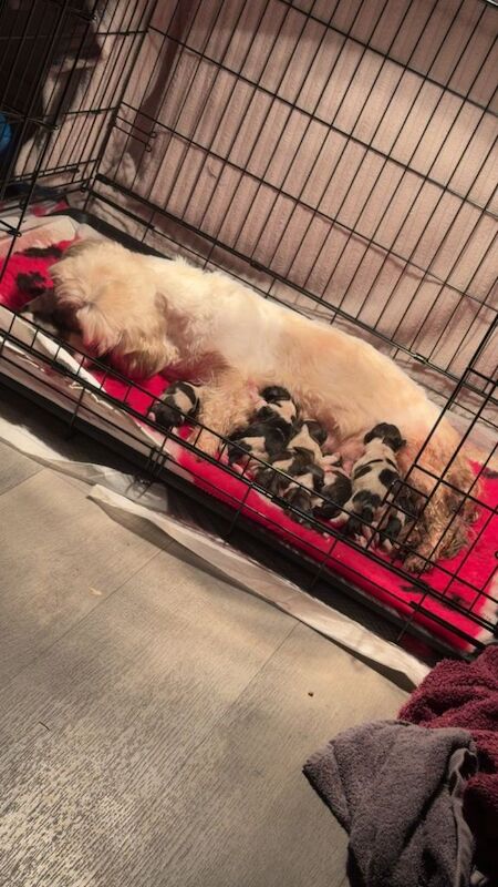 Shih Tzu puppies for sale in Dungannon, County Tyrone – 2 weeks old