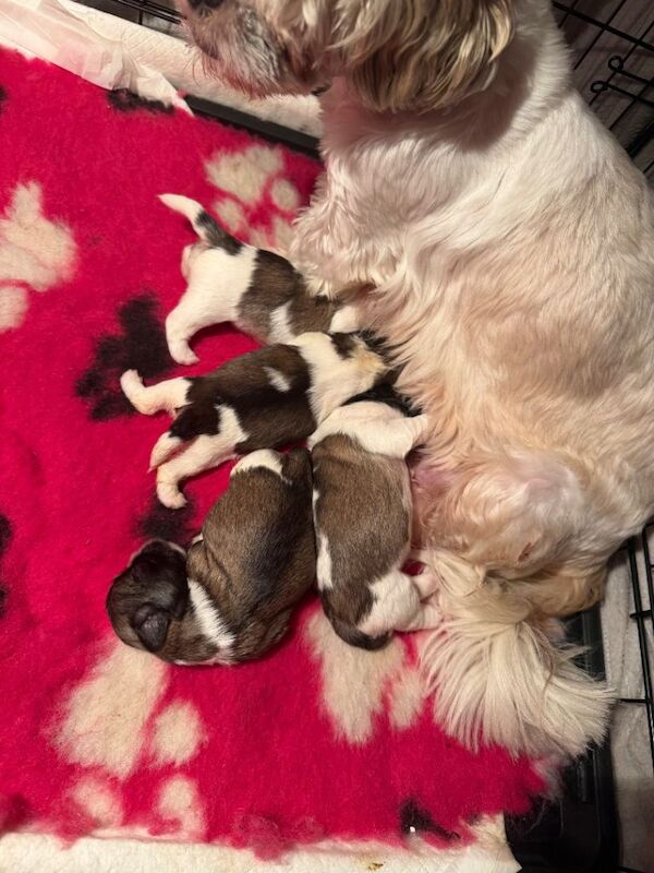 Shih Tzu puppies for sale in Dungannon, County Tyrone – 1 week old - Image 2 of 4