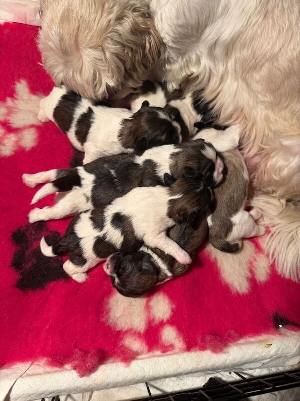Shih Tzu puppies for sale in Dungannon, County Tyrone – 1 week old - Image 3 of 4