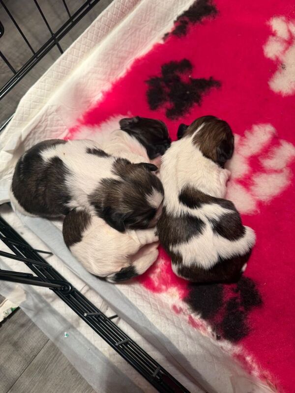 Shih Tzu puppies for sale in Dungannon, County Tyrone – 1 week old - Image 4 of 4