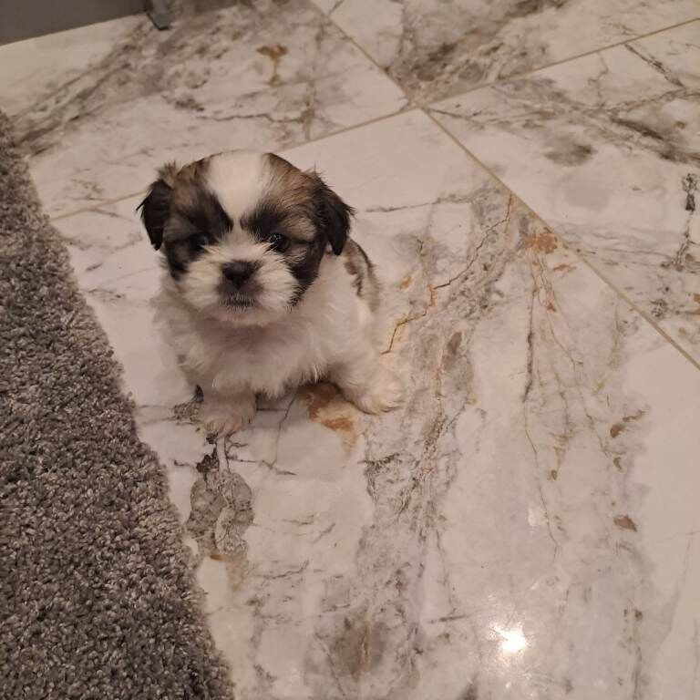 Shih Tzu puppies for sale in Armagh, County Armagh – 5 weeks old