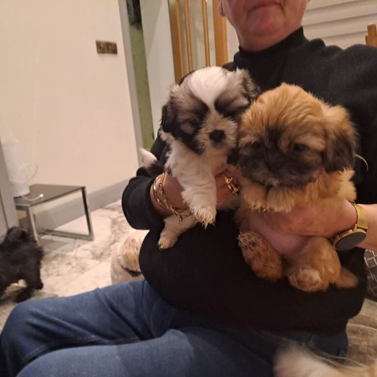 Shih Tzu puppies for sale in Armagh, County Armagh – 5 weeks old - Image 2 of 6
