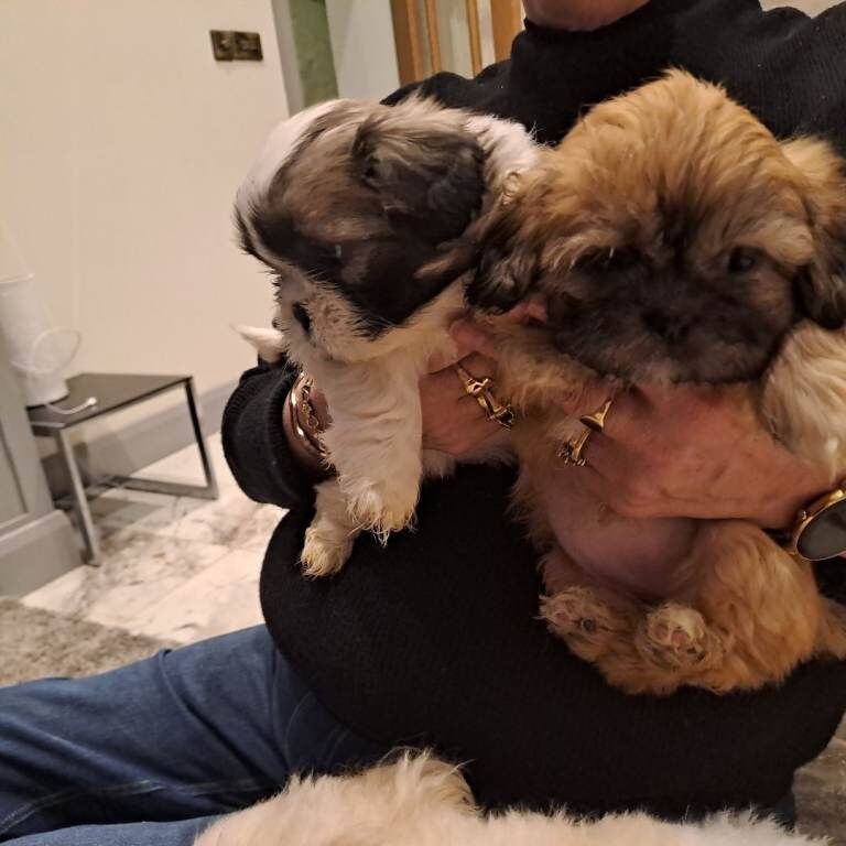 Shih Tzu puppies for sale in Armagh, County Armagh – 5 weeks old - Image 4 of 6