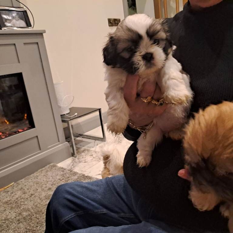 Shih Tzu puppies for sale in Armagh, County Armagh – 5 weeks old - Image 6 of 6