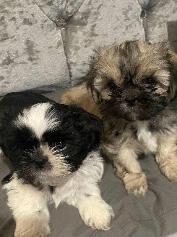 Shih Tzu puppies for sale in Trafford Park, Manchester – 8 weeks old