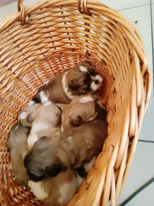 Shih Tzu puppies for sale in Willenhall, West Midlands – 6 weeks old