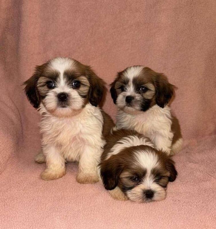 Shih Tzu Puppies For Sale