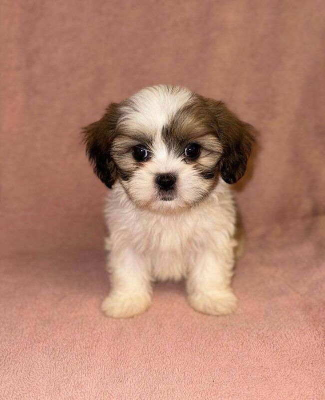 Shih Tzu puppies for sale in Aveley, Essex – 8 weeks old - Image 2 of 4