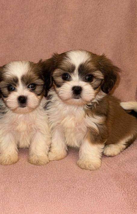 Shih Tzu puppies for sale in Aveley, Essex – 8 weeks old - Image 3 of 4