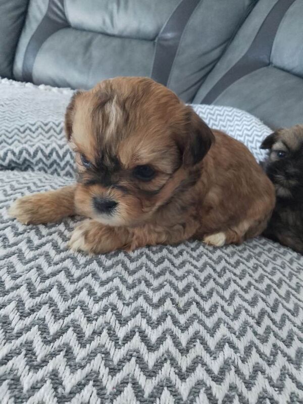 Shih tzu puppies