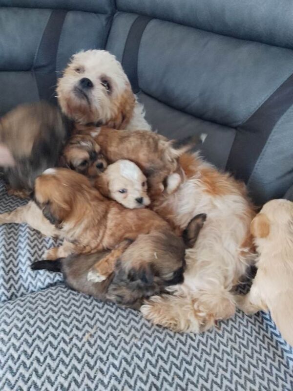 Shih tzu puppies - Image 2 of 3
