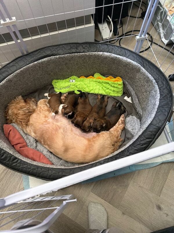 Shih Tzu puppies