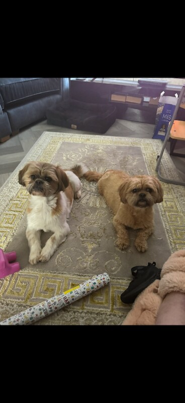 Shih Tzu puppies - Image 2 of 3