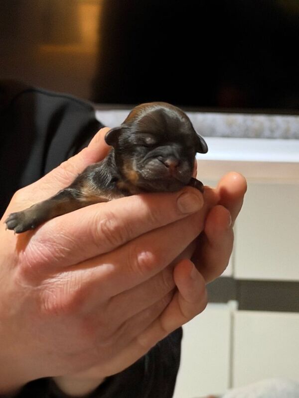 Shih Tzu puppies - Image 3 of 3