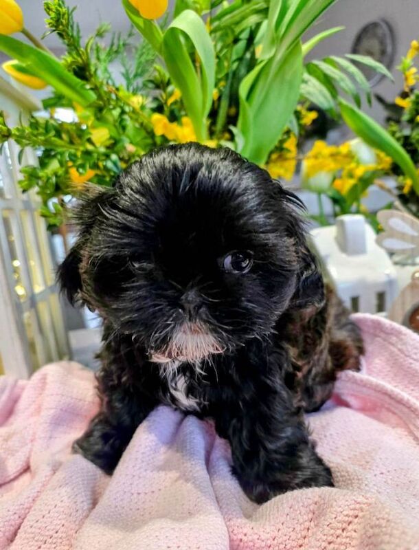 Shih Tzu Puppies For Sale