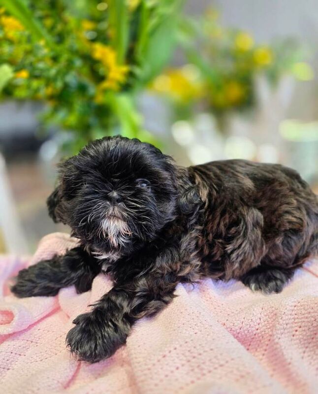 Shih Tzu puppies - Image 2 of 6