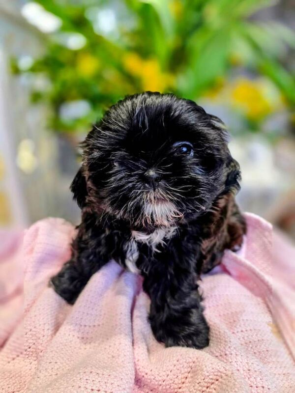 Shih Tzu puppies - Image 3 of 6