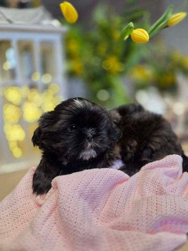 Shih Tzu puppies - Image 4 of 6