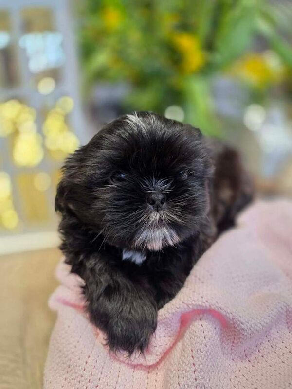Shih Tzu puppies - Image 5 of 6