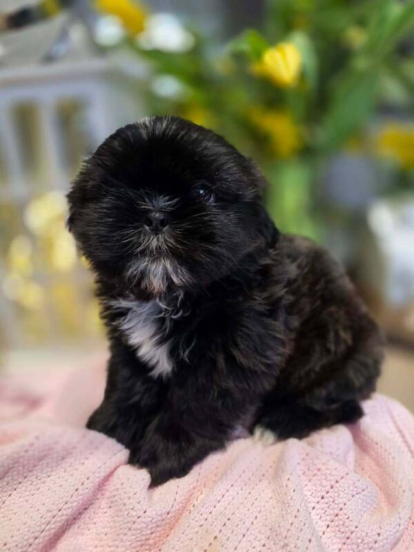 Shih Tzu puppies - Image 6 of 6