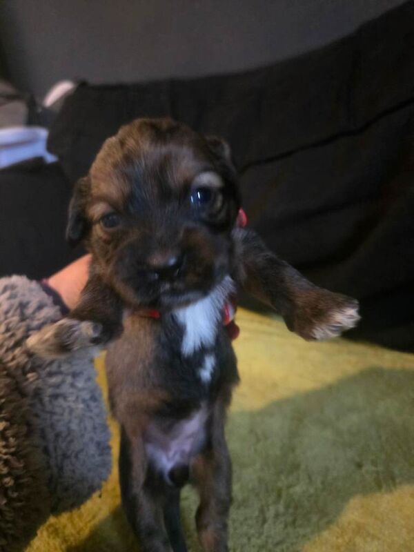 Shih Tzu Puppies For Sale
