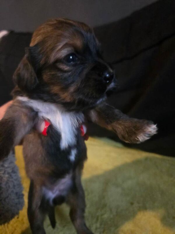 Shih tzu puppies - Image 2 of 4