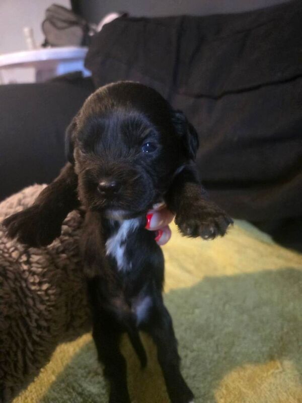 Shih tzu puppies - Image 3 of 4