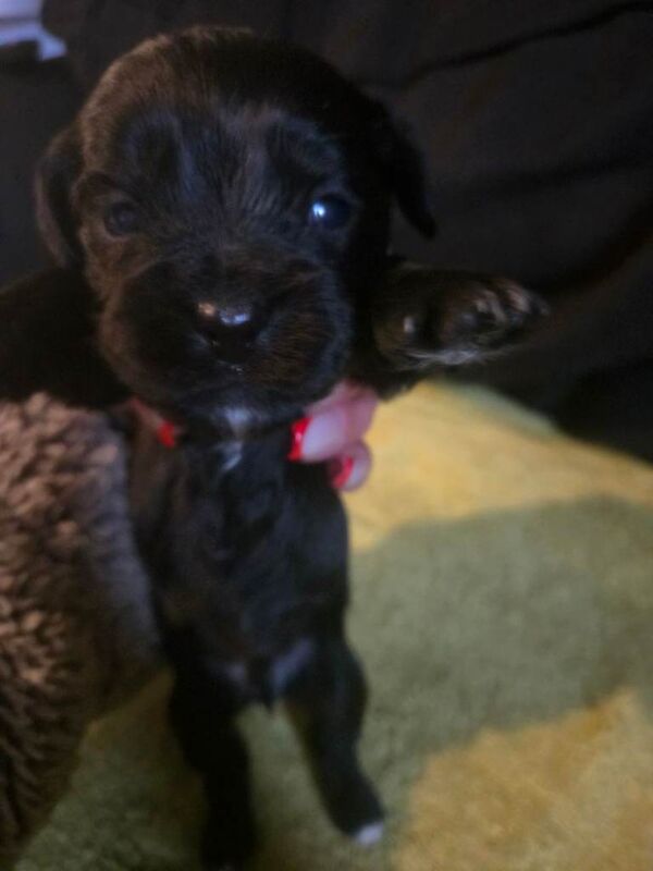 Shih tzu puppies - Image 4 of 4
