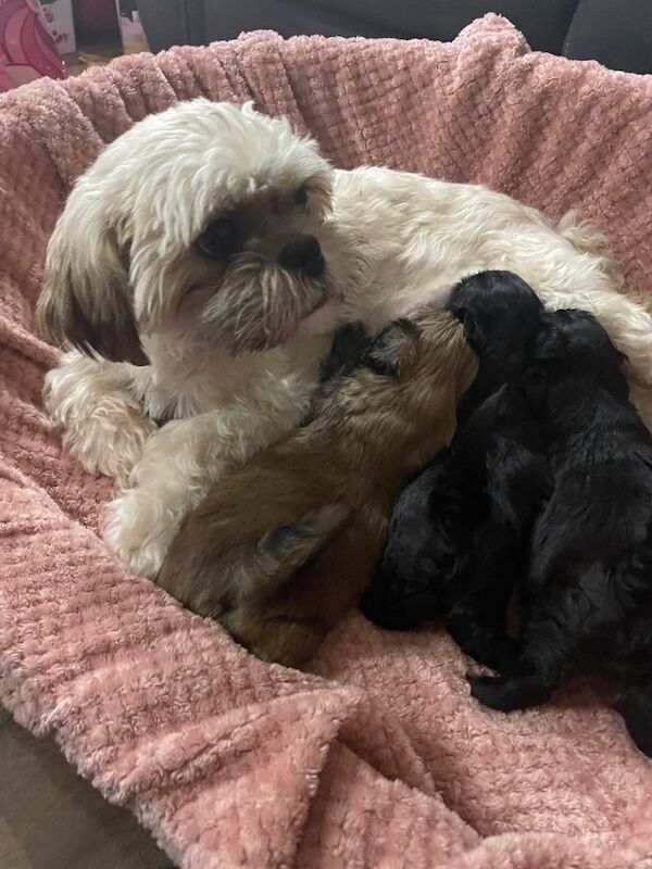 Shih Tzu Puppies For Sale Under £1,000