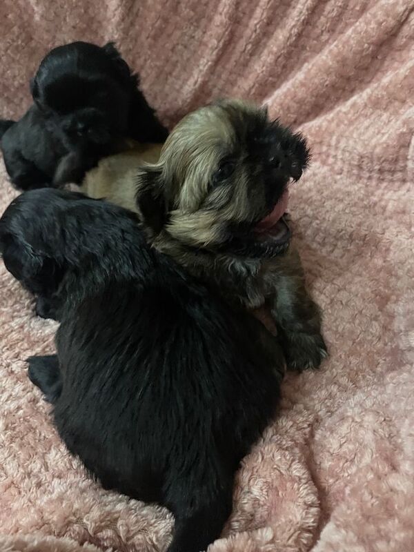 Shih Tzu puppies - Image 2 of 4
