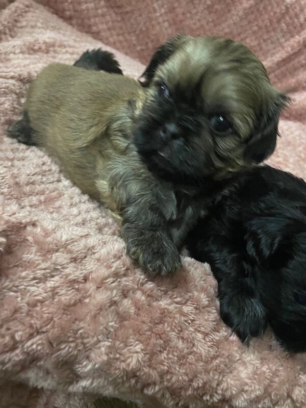 Shih Tzu puppies - Image 3 of 4