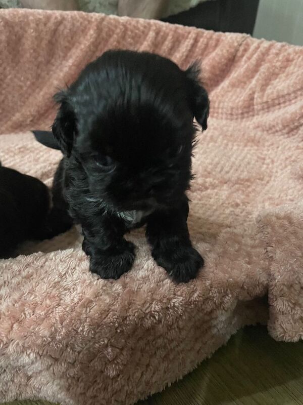 Shih Tzu puppies - Image 4 of 4