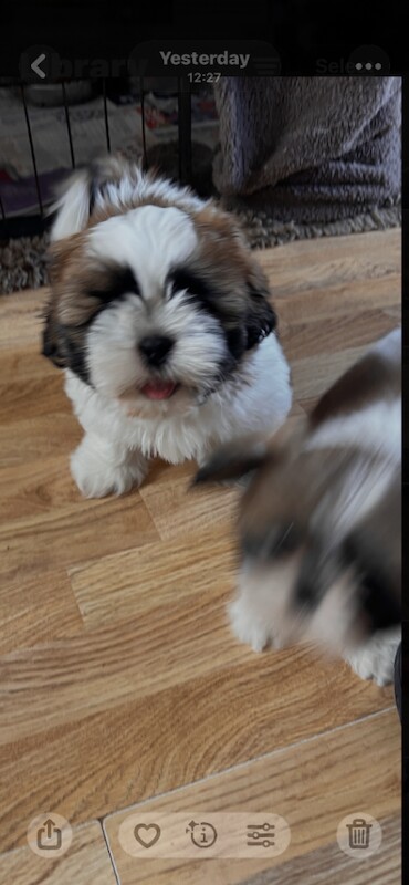 Kennel Club Registered Shih Tzu Puppies For Sale