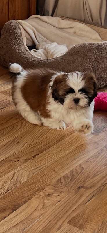 Shih Tzu puppies - Image 2 of 4