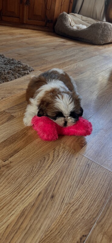 Shih Tzu puppies - Image 3 of 4
