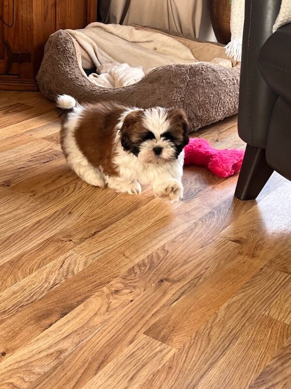 Shih Tzu puppies - Image 4 of 4