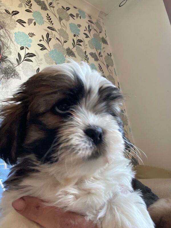 Shih Tzu puppies