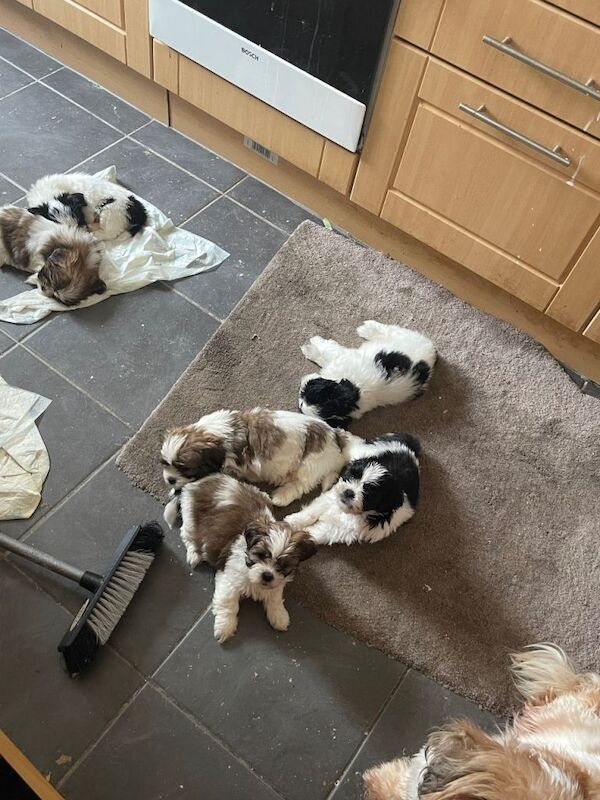 Shih Tzu puppies - Image 2 of 6
