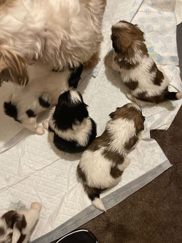 Shih Tzu puppies - Image 3 of 6