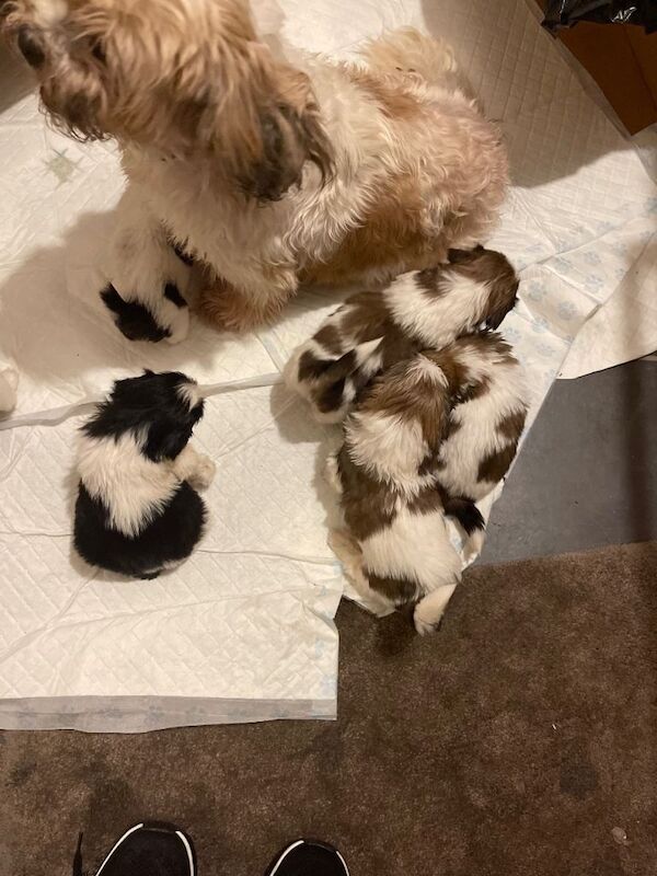 Shih Tzu puppies - Image 4 of 6